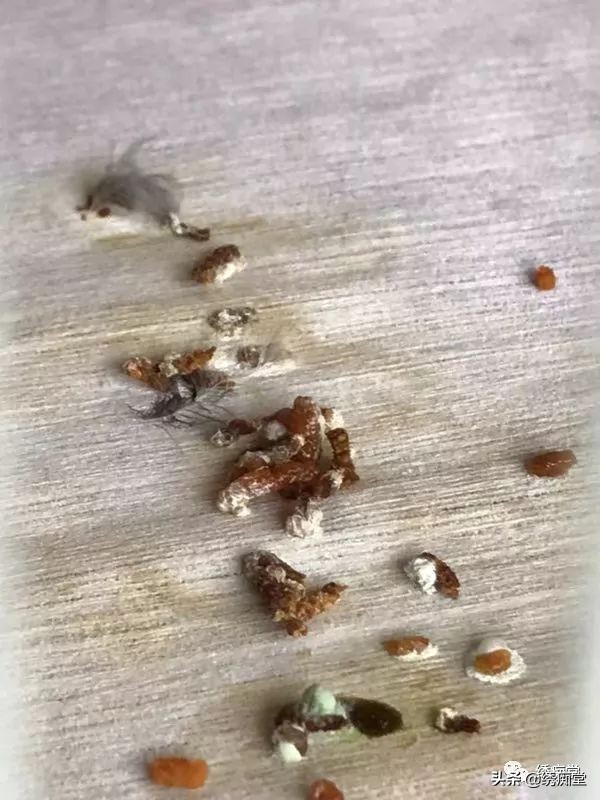 一品绣娘小说阅读,绣痴堂鸟食怎样购买