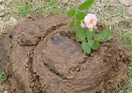 鸡粪羊粪肥用哪种合适,肥料羊粪牛粪猪粪哪种好