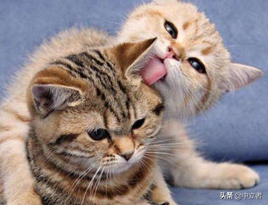 猫咪舔塑料袋是啥原因,猫咪舔人手代表什么意思