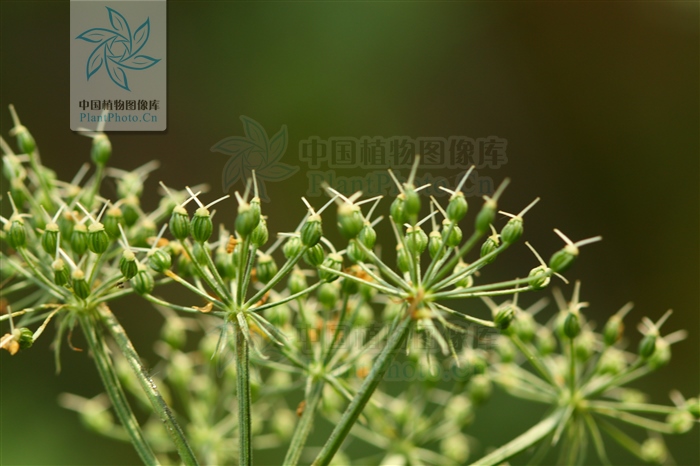 藁本神农本草经,神农本草经葛根原文