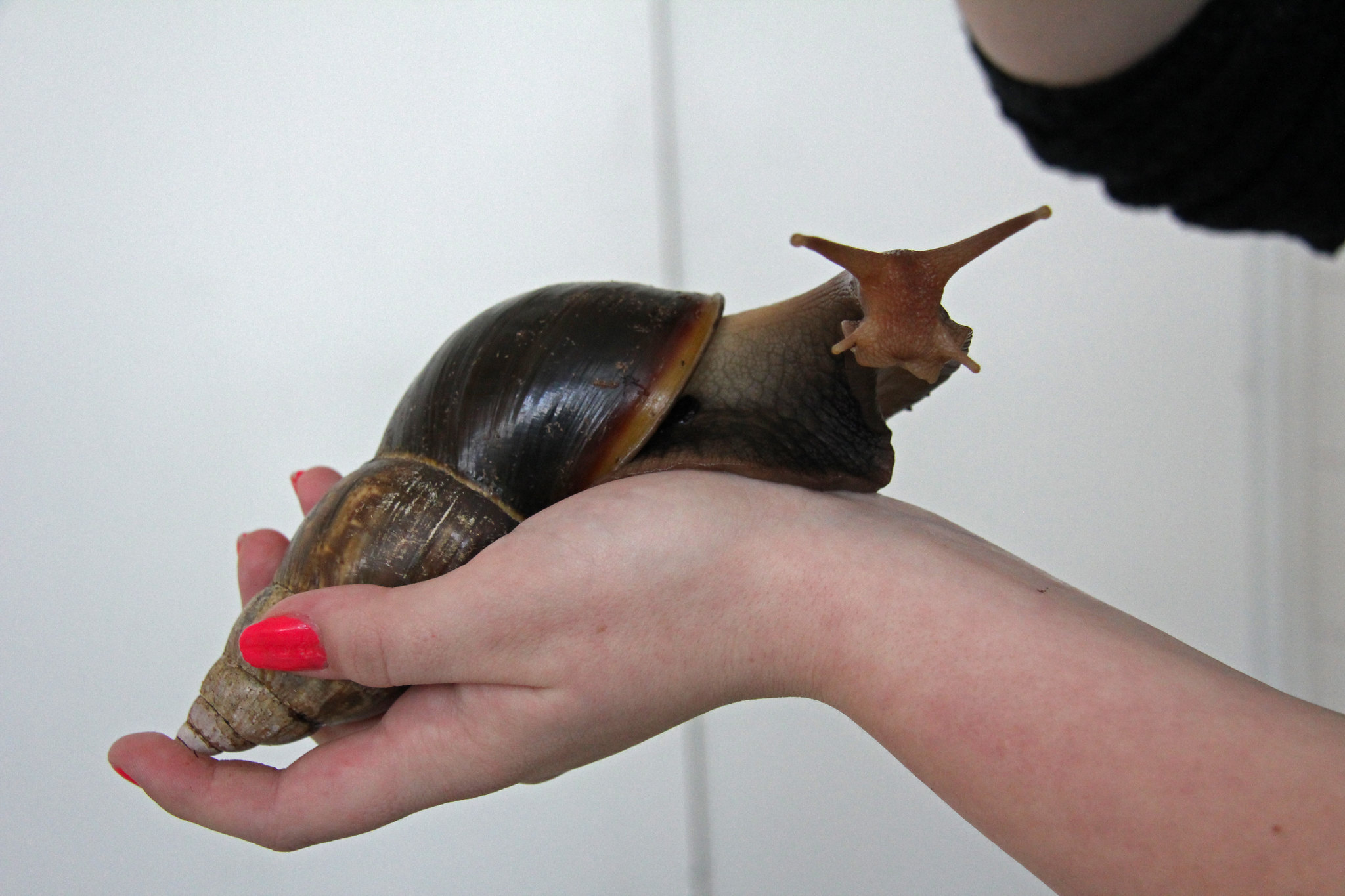 南方大蜗牛泛滥,下雨天出现的大蜗牛可以吃吗