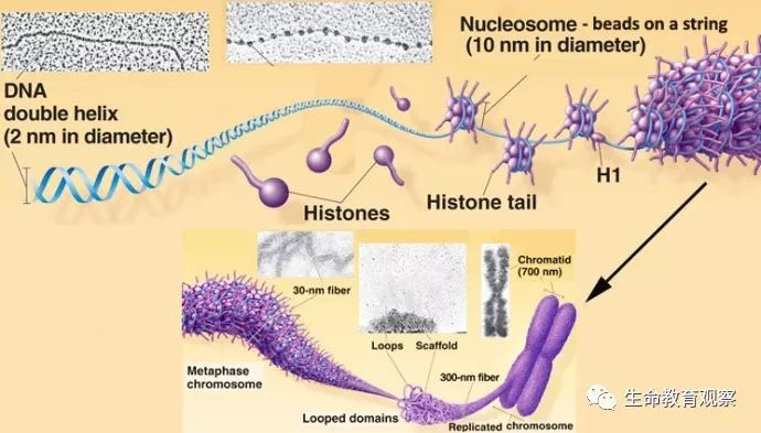 细胞的亚显微结构,细胞亚显微结构模型