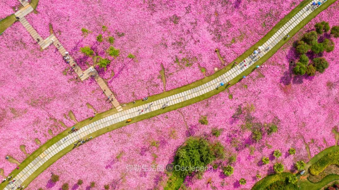 云南最美小镇图片,云南太平湖森林公园花海