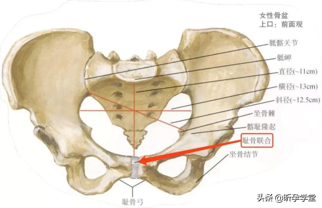 孕七个月耻骨痛的不能走路怎么办,38周肚皮很紧很硬走路耻骨痛