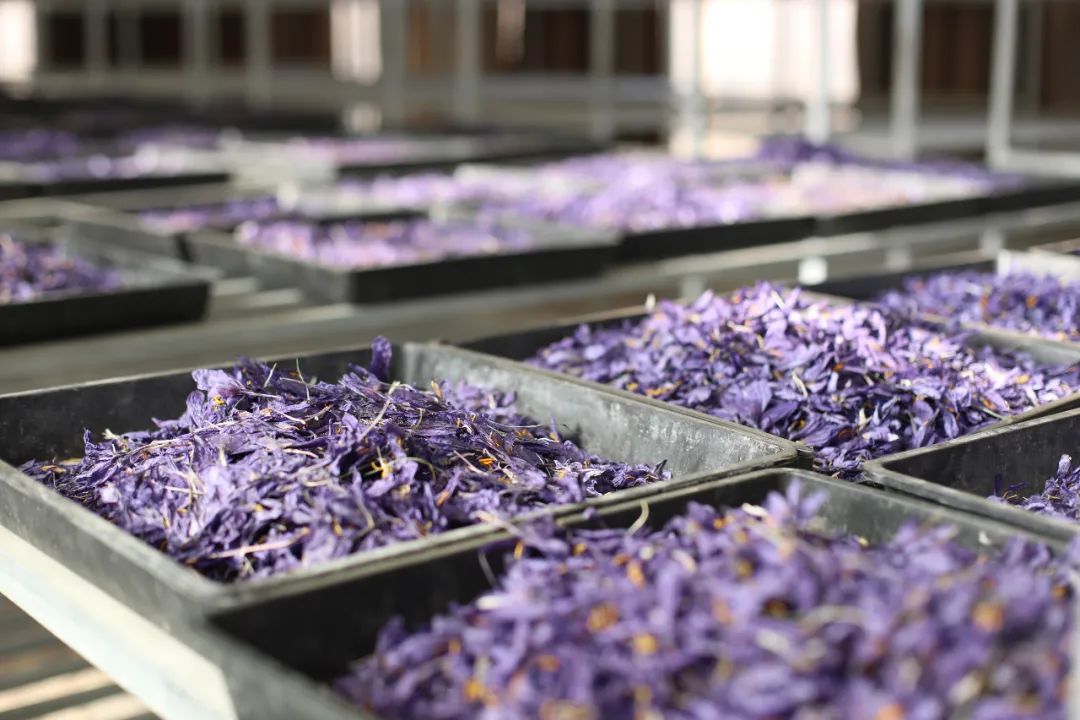 西藏抗英战争纪念碑实拍,抗英战争中的英雄之城