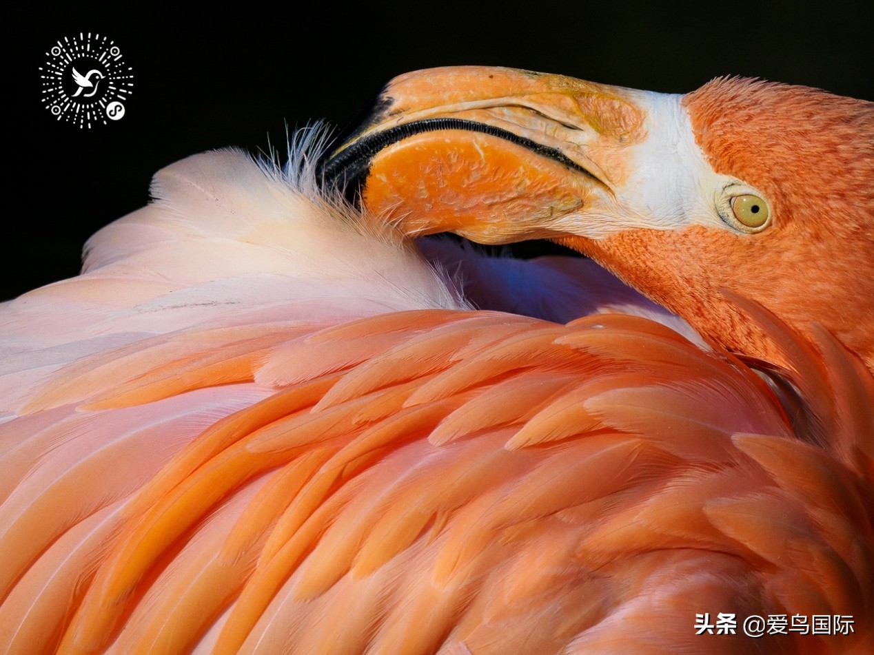 奥林巴斯2000m,奥林巴斯40-150r镜头评测