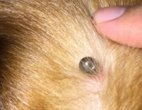 金毛幼犬身上长了小肉球,金毛长了一个外挂的肉疙瘩