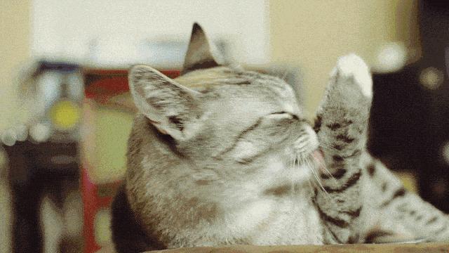 养猫有没有必要给猫咪洗澡,养猫多久可以给猫咪洗澡