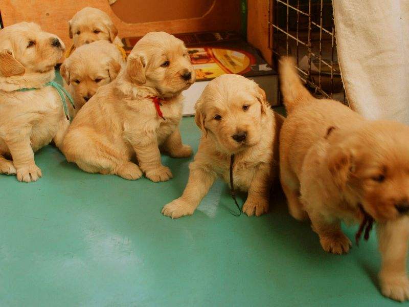 小金毛犬多少钱一只纯种,纯种金毛犬幼犬一般多少钱一只