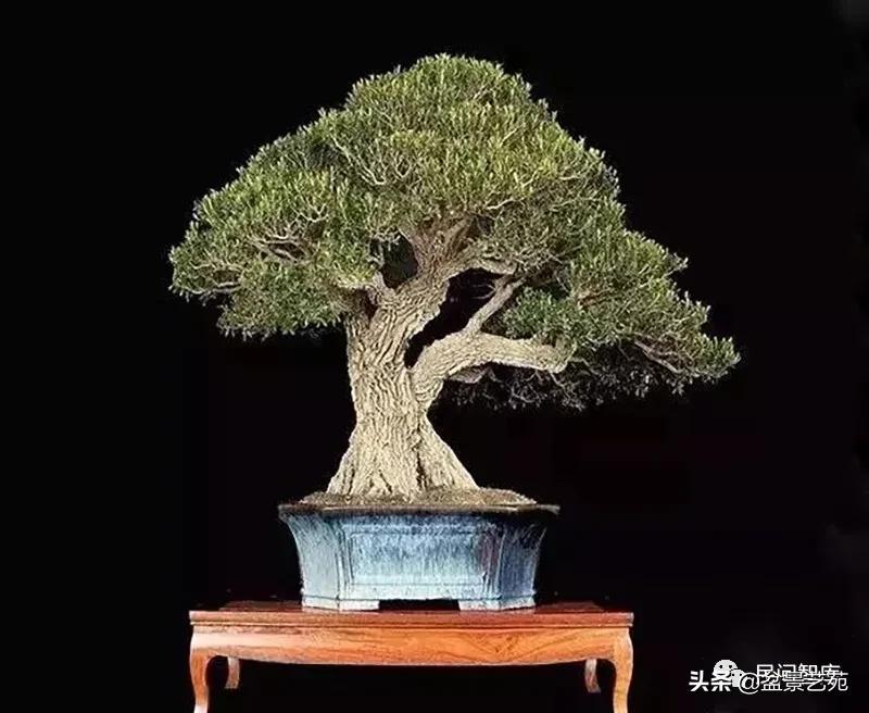 盆景黄杨,赏优美盆景