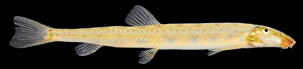 野生泥鳅品种图片大全大图,最大的泥鳅图片大全