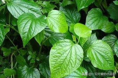 农村常见的蛤蒌叶（假蒌叶），是广东炒田螺必备调料，香味独特