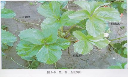 高产的高架草莓无土栽培技术,有机草莓的大棚种植与管理技术