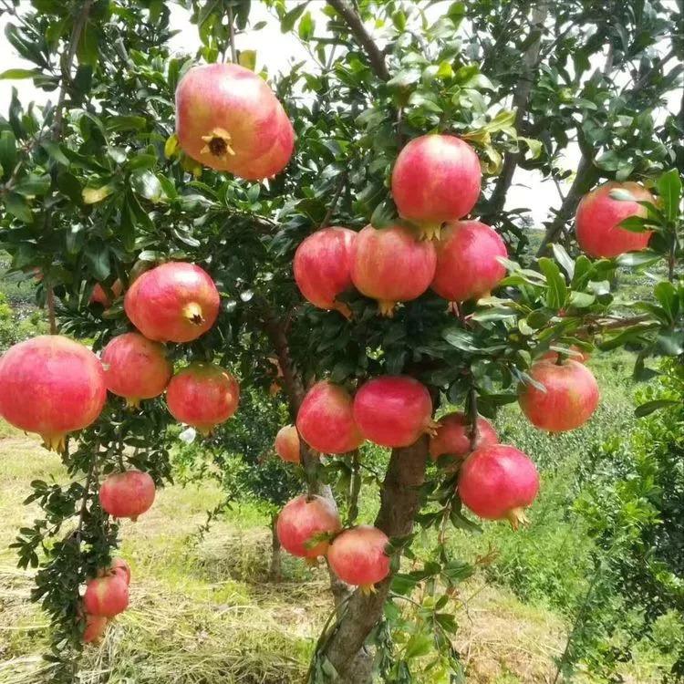 适合院里养十大最吉利树,家中宜种什么吉祥树