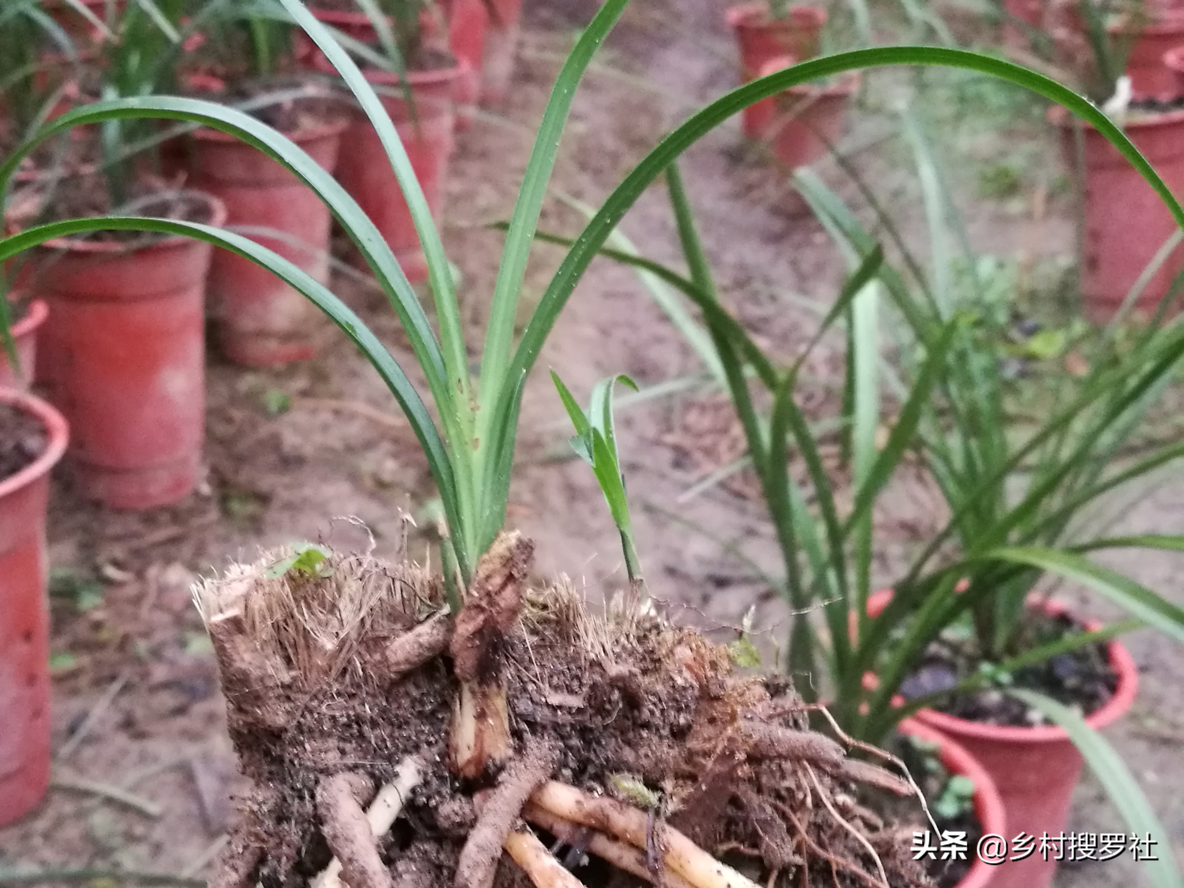 春兰芦头一般几个芽,春兰要怎么养花苞拔杆更高