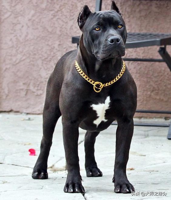 世界公认十大最强护卫犬,四大猛犬排行榜护卫犬