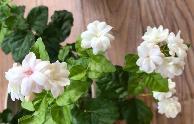 茉莉花喜欢什么肥料,茉莉花最好养的品种是哪一款