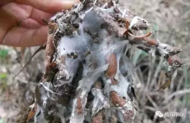 几种果树根部病害的症状识别与防治