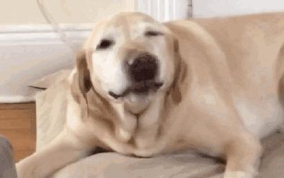 狗狗感冒好了没几天又感冒了,狗狗感冒好了之后还是没精神