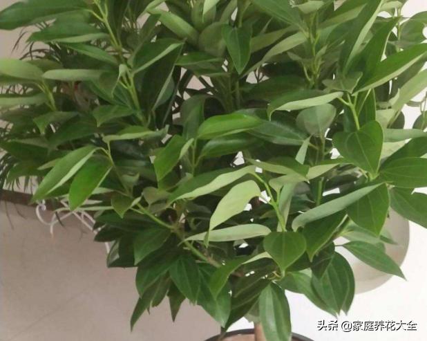 夏季平安树叶子干枯掉叶怎么办,平安树干枯掉叶子还能活吗