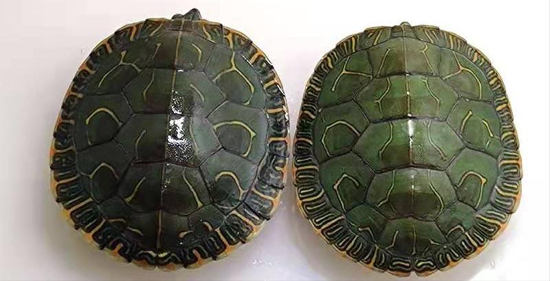 西非龟和沼泽龟哪个好养好看,黄耳龟跟黄头侧颈龟哪个好养