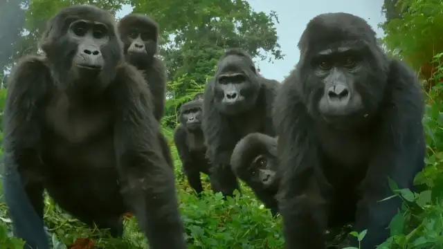 你在搞笑吗韩语,bbc搞笑视频