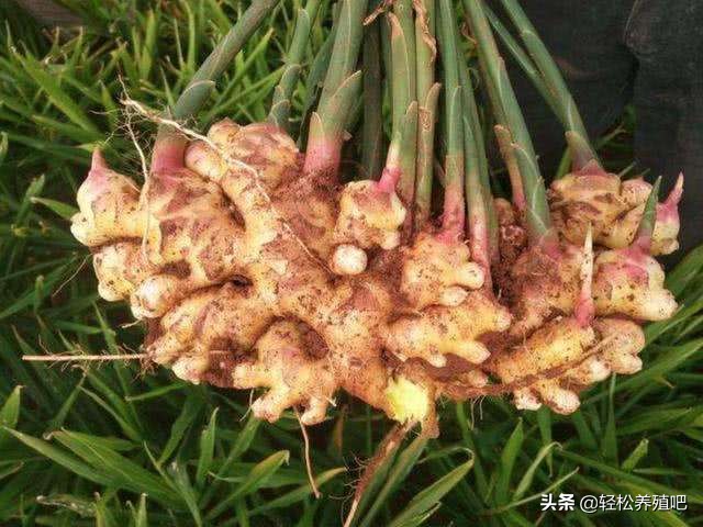 预防鸡呼吸道的中草药,荨麻草治皮肤疾病怎么用