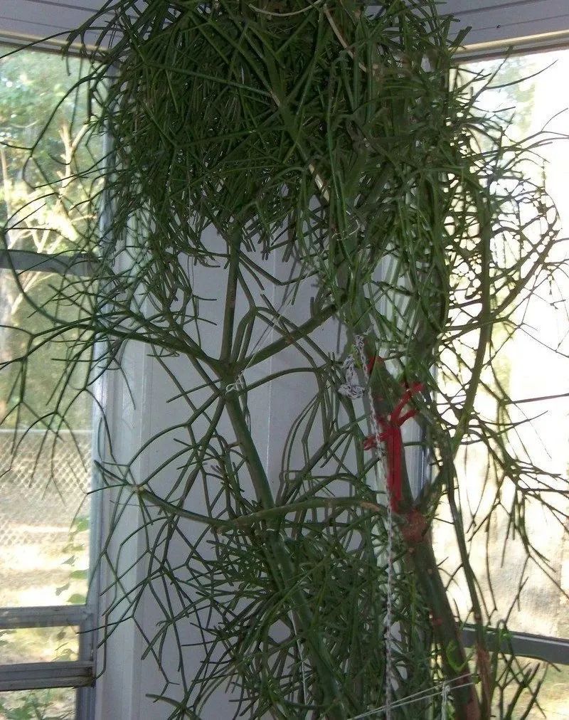 光棍树适合养家里吗,光棍树有毒还怎么养