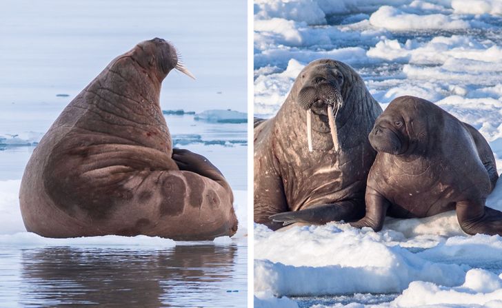你了解大熊猫哪些知识,大熊猫隔多久能生一次宝宝