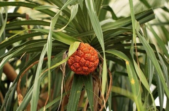 好吃又便宜的网红水果推荐,好吃又奇葩又贵的水果