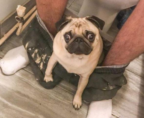 关于巴哥犬如何饲养的知识来啦,巴哥犬饲养注意事项和禁忌症