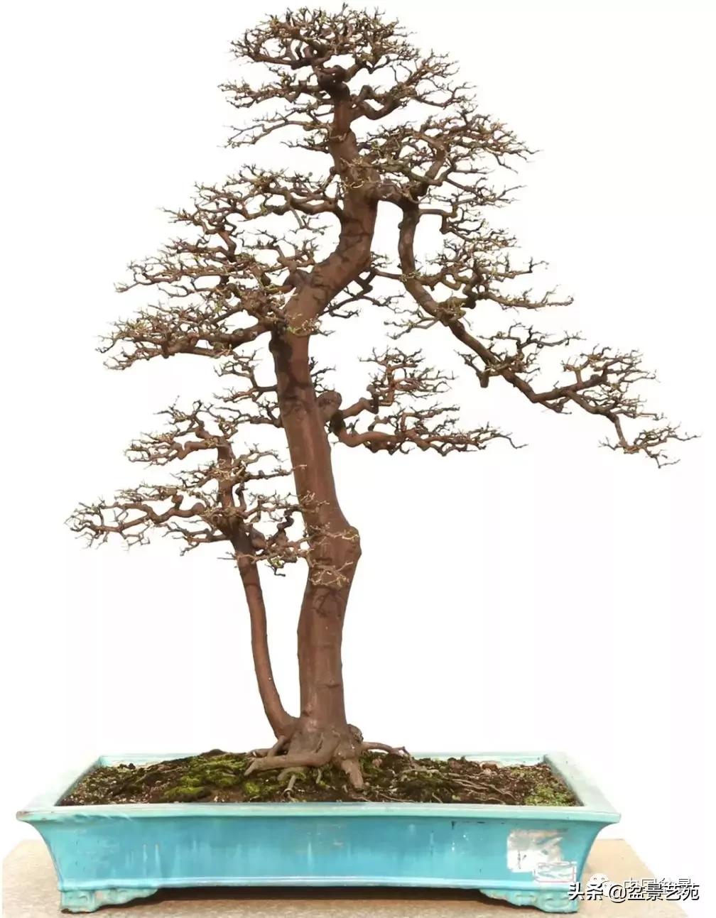 学盆景入门教程书,学习盆景制作视频