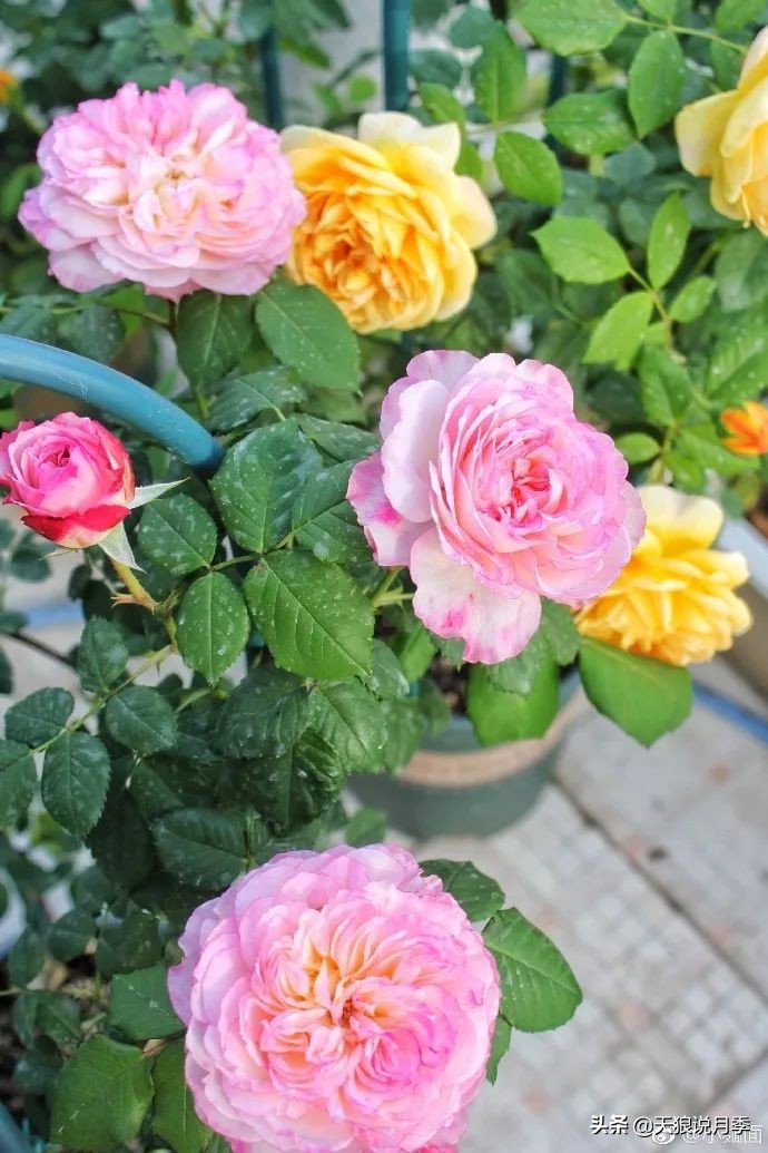 又一个十年,国产自育品种