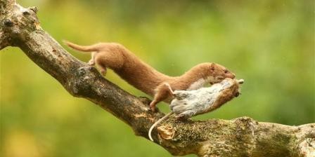 民间高级中医黄大仙,民间医生黄大仙