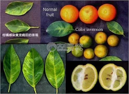 柑橘12月有什么病害虫害,柑橘全年病害虫害最新防治方法