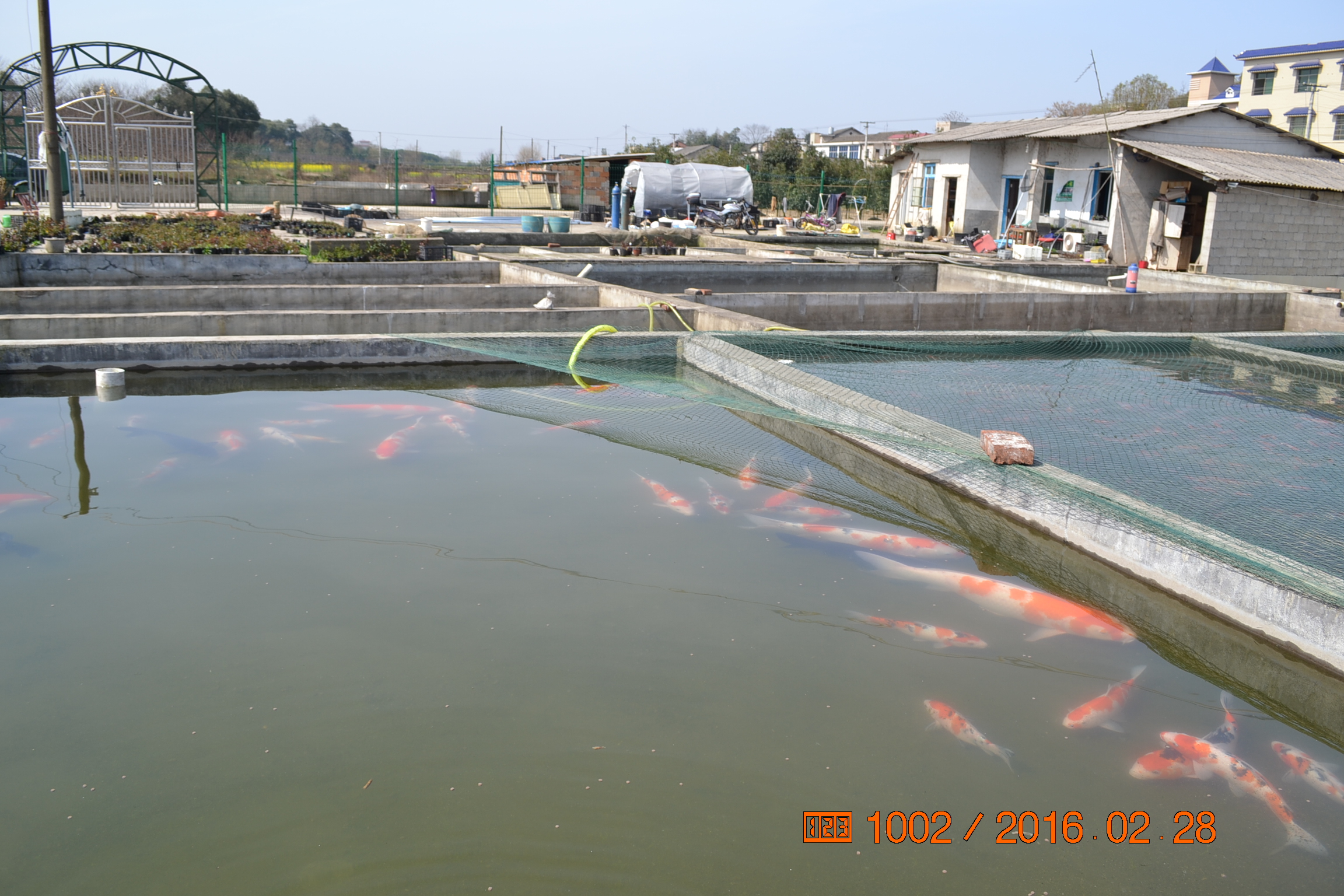 湖南最好的锦鲤养殖基地,湘潭锦鲤养殖