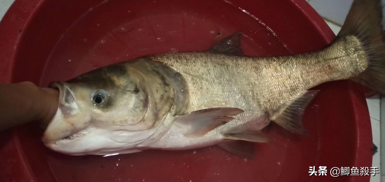 手竿钓鲢鳙最有效的方法,手竿钓鲢鳙的正确方法与技巧