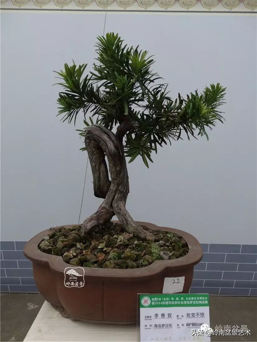 罗汉松盆景开运招财，非其莫属！清风雅韵，当之无愧！