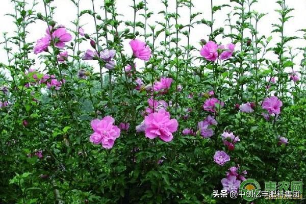 木菊花怎么繁殖,木菊花应该怎么养护好