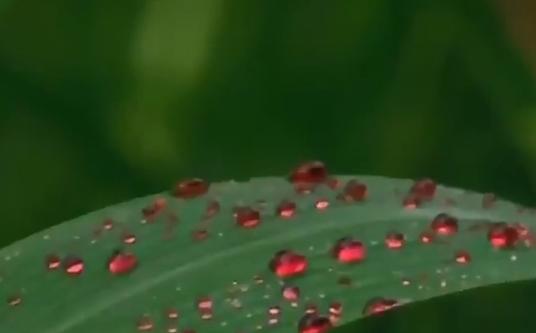 印度下血雨什么时候下的,为什么印度会出现血雨