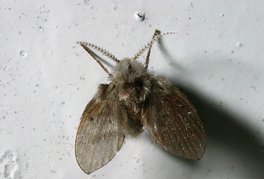 卫生间的小飞虫用什么消灭最快,卫生间的小飞虫怎么防治