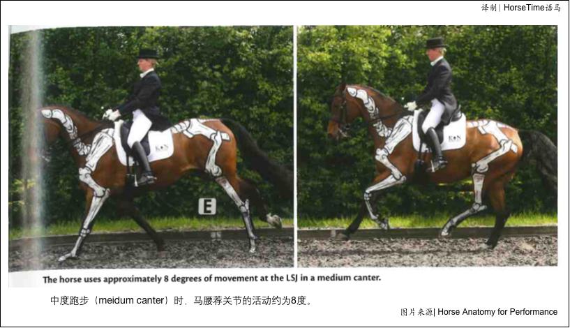 中轴骨和四轴骨,中轴脊柱