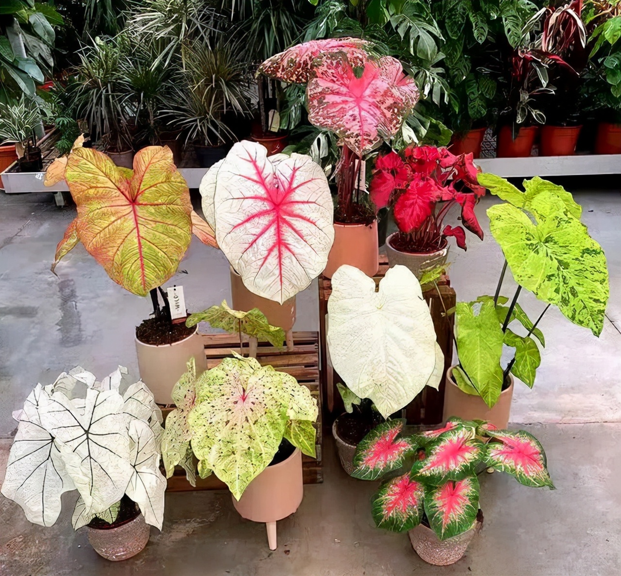 最耐阴不需要阳光的植物室外,喜阴怕阳光非常好养的盆栽大全