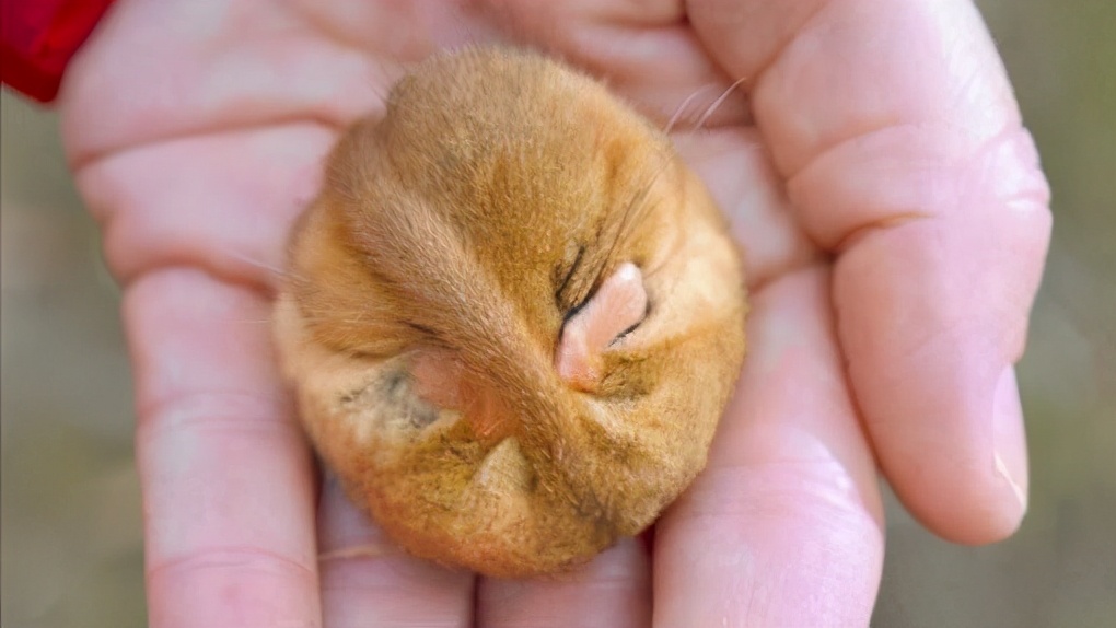 大梦谁先觉，平生我自知，冬眠睡足足，醒来吃吃吃：睡鼠