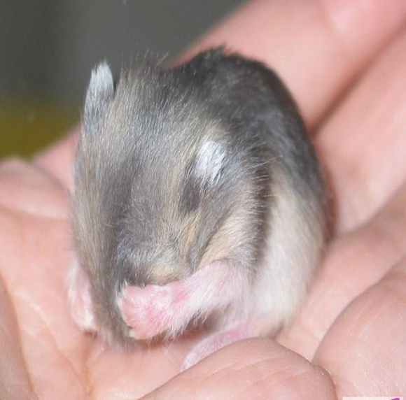 仓鼠臂力有多强？这只紫仓用鞋带越狱告诉你，旁边的主人却笑了