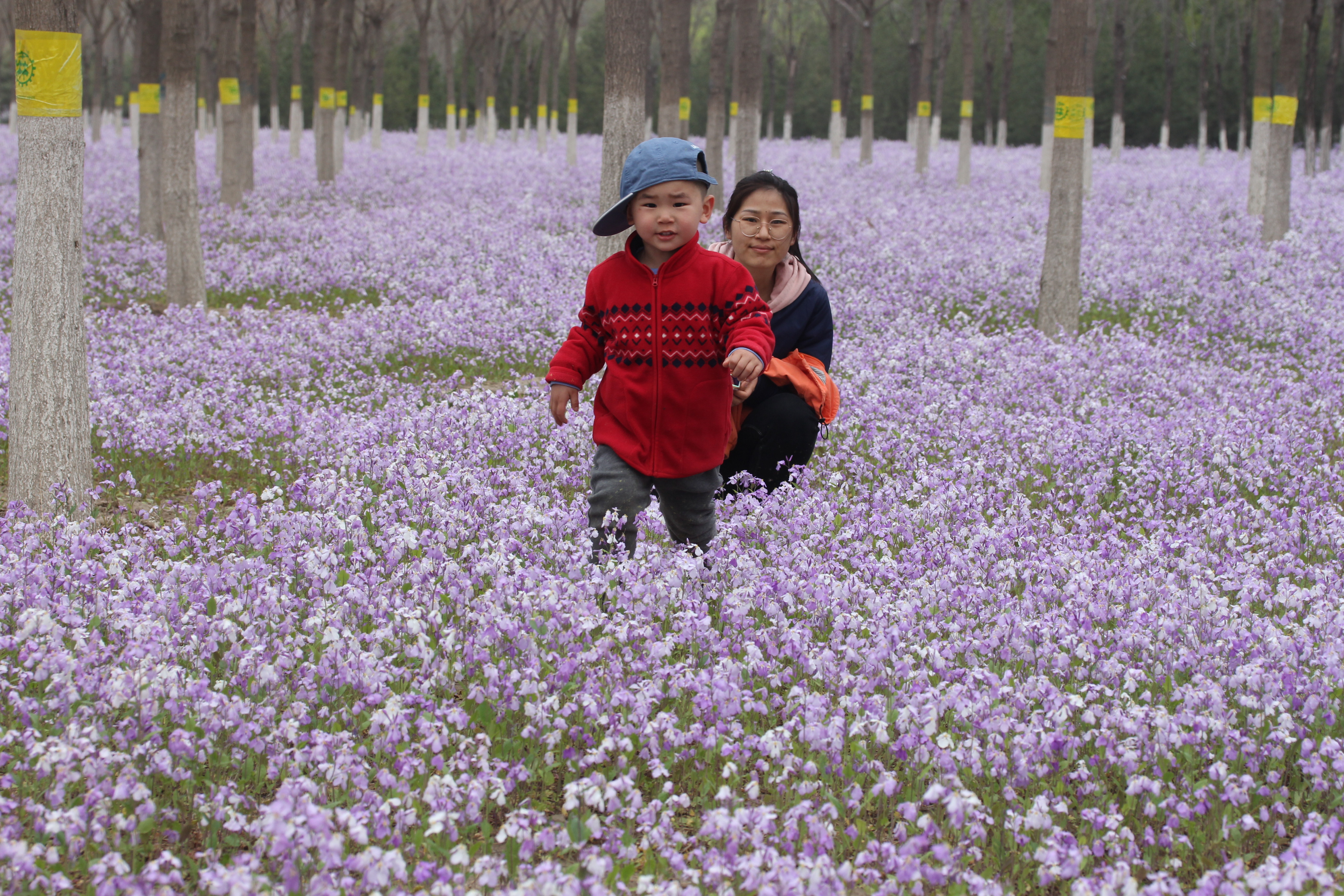 北京私藏小众千亩花海，紫色二月兰争相绽放，游人不超10个