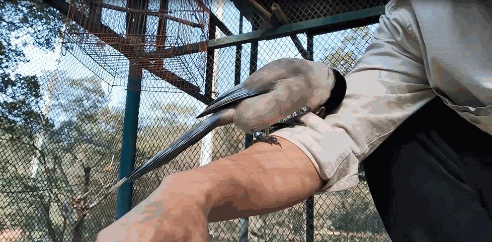 灰喜鹊为什么这么聪明,灰喜鹊为什么那么聪明