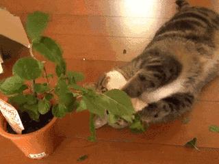 猫咪吸了猫薄荷后困正常吗,喵星人吸猫