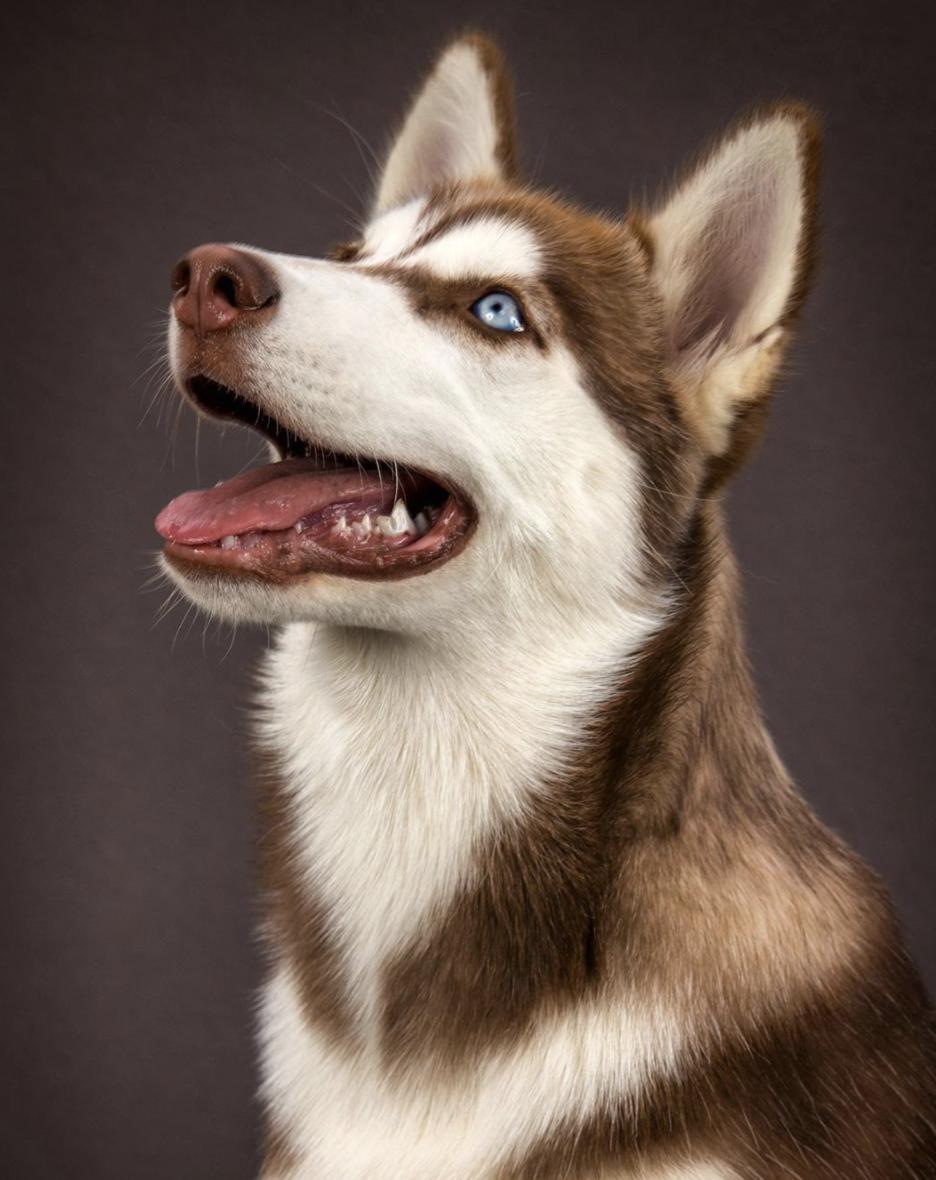 萌犬犬种,萌犬二十种名称