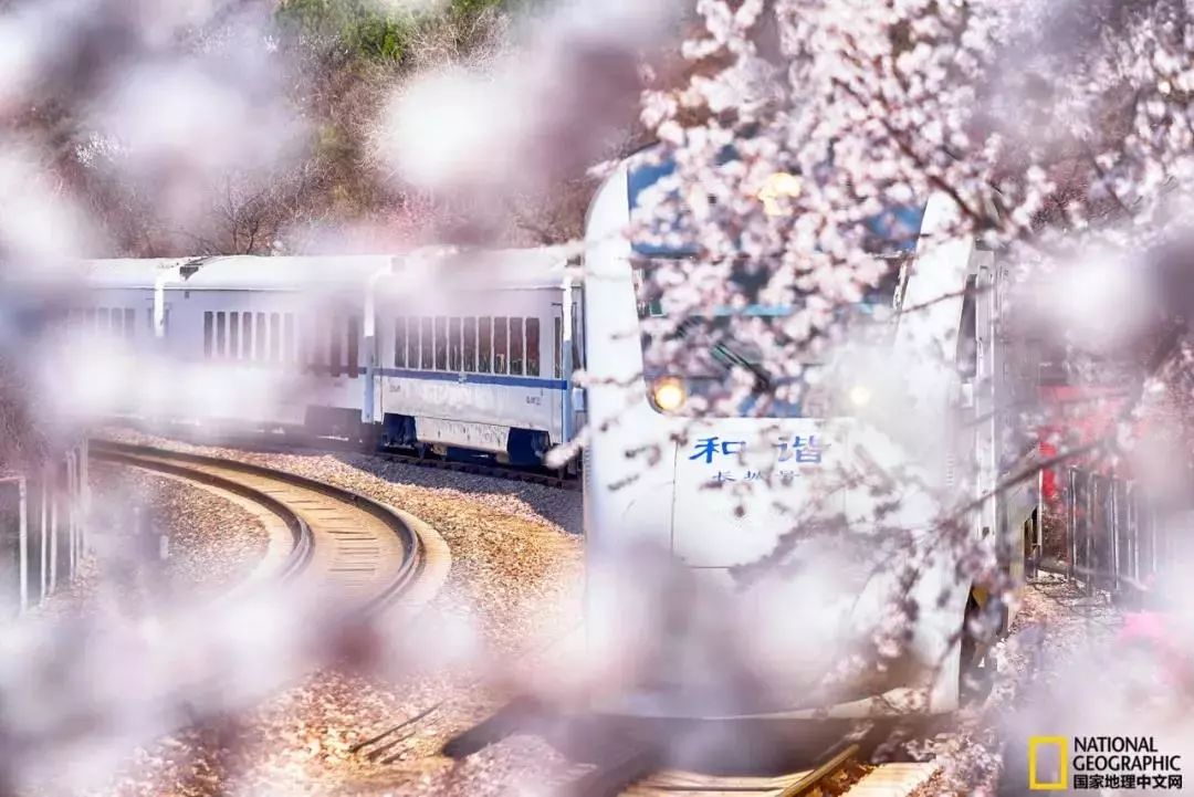太美了开往春天的列车,这些开往春天的列车简直美呆了